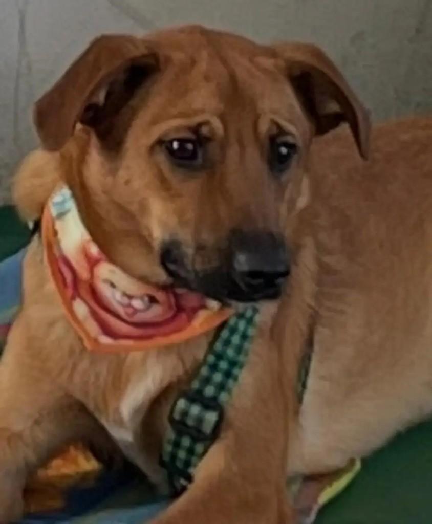 Suzano, cachorro de porte pequeno para adoção em Suzano - SP — foto 2 de 5