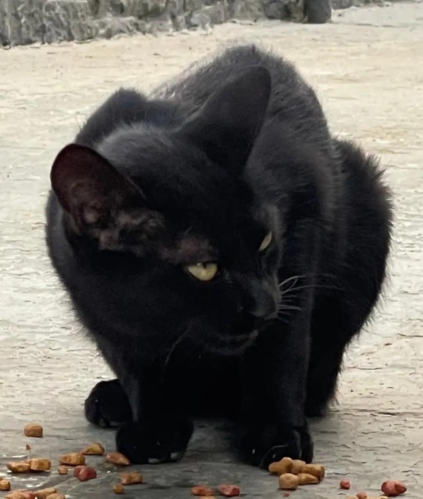 Shiro, gato de porte pequeno para adoção em Suzano - SP