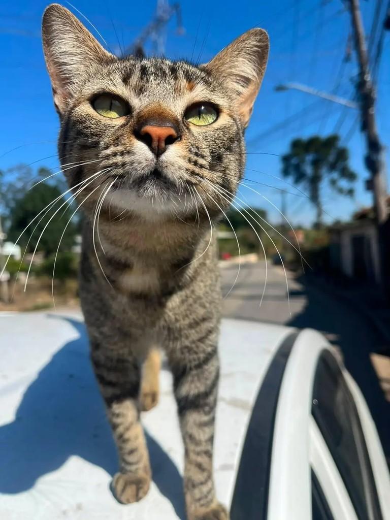 Nina, gata de porte pequeno para adoção em Suzano - SP