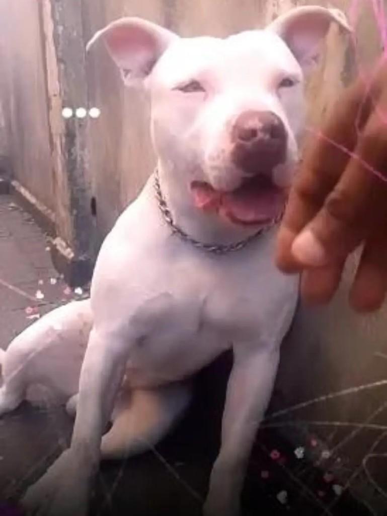 Duque, cachorro de porte médio para adoção em Santos - SP