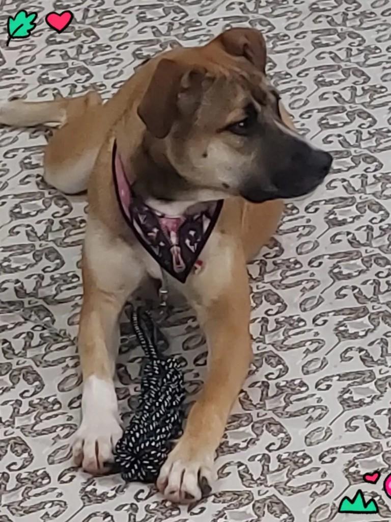 Zazá, cadela de porte médio para adoção em Suzano - SP