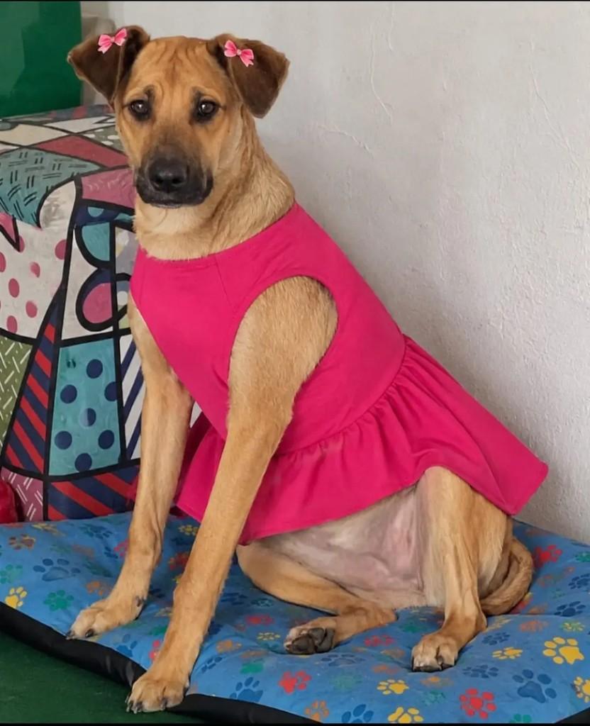 Ana Beatriz, cadela de porte médio para adoção em Mogi das Cruzes - SP
