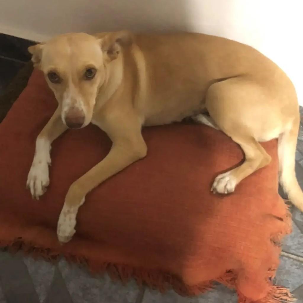 Rita, cadela de porte médio para adoção em Suzano - SP