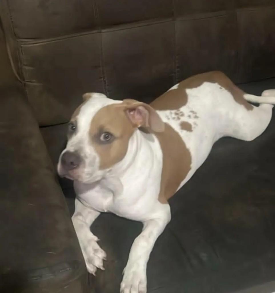 Shiva, cachorro para adoção em Mogi das Cruzes - SP