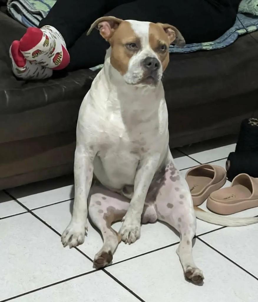Shiva, cachorro para adoção em Mogi das Cruzes - SP — foto 2 de 4