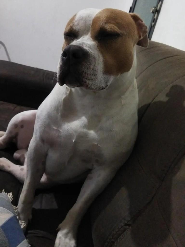 Shiva, cachorro para adoção em Mogi das Cruzes - SP — foto 3 de 4