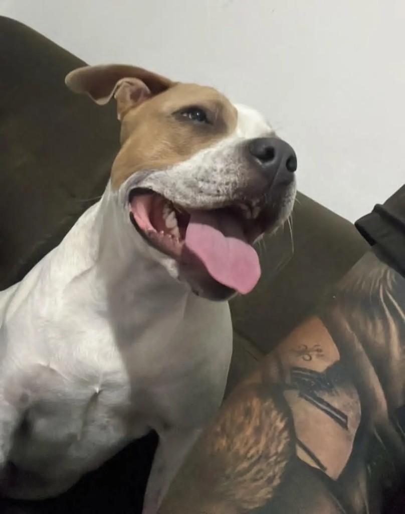 Shiva, cachorro para adoção em Mogi das Cruzes - SP — foto 4 de 4