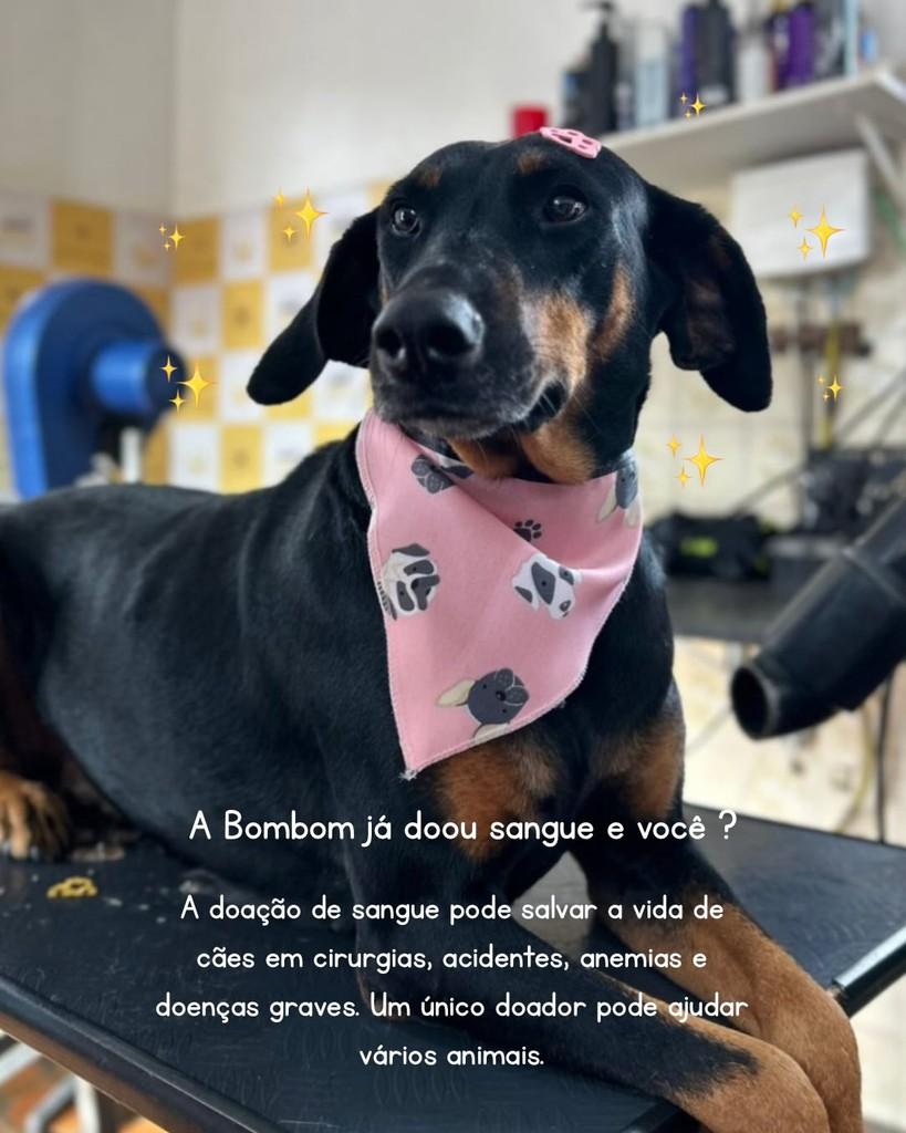 Bombom, cadela de porte médio para adoção em Palmeira - PR