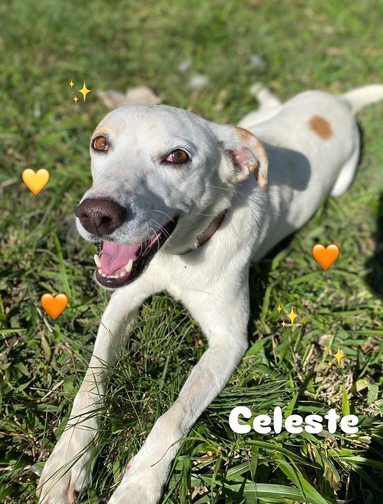 Celeste, cadela de porte médio para adoção em Palmeira - PR