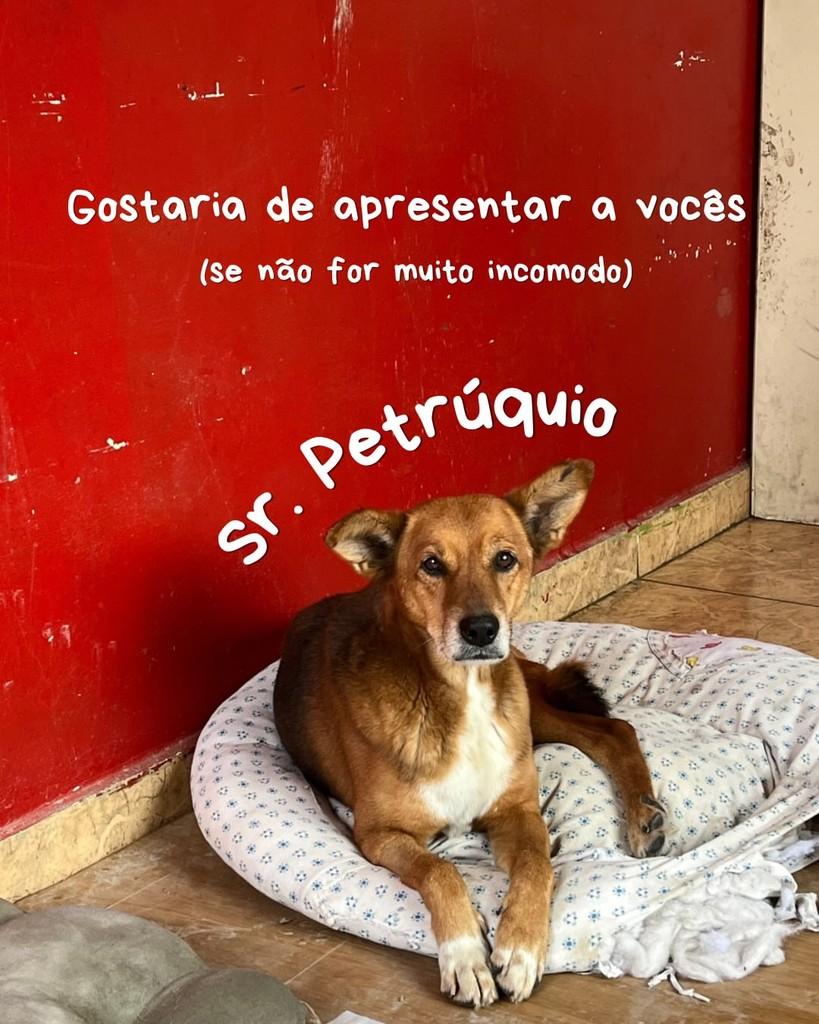 Petrúquio, cachorro de porte pequeno para adoção em Palmeira - PR