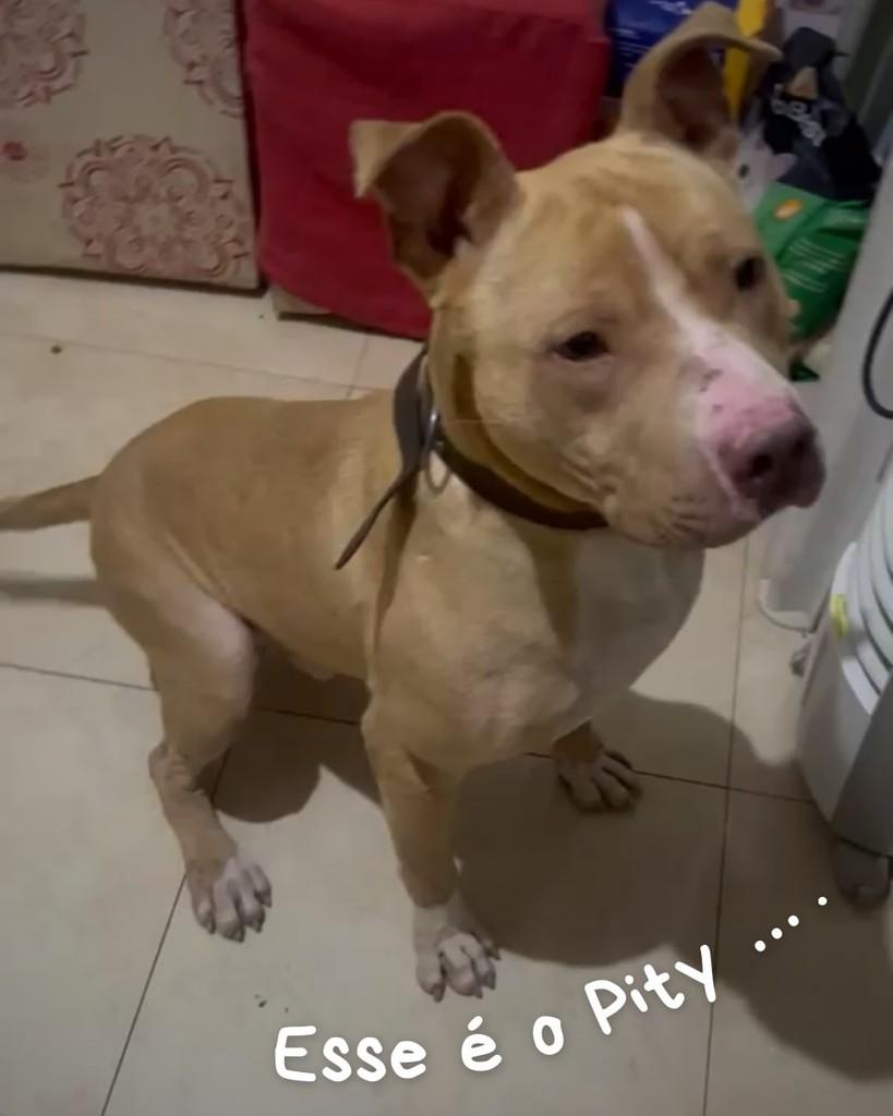 Pity, cachorro de porte médio para adoção em Palmeira - PR