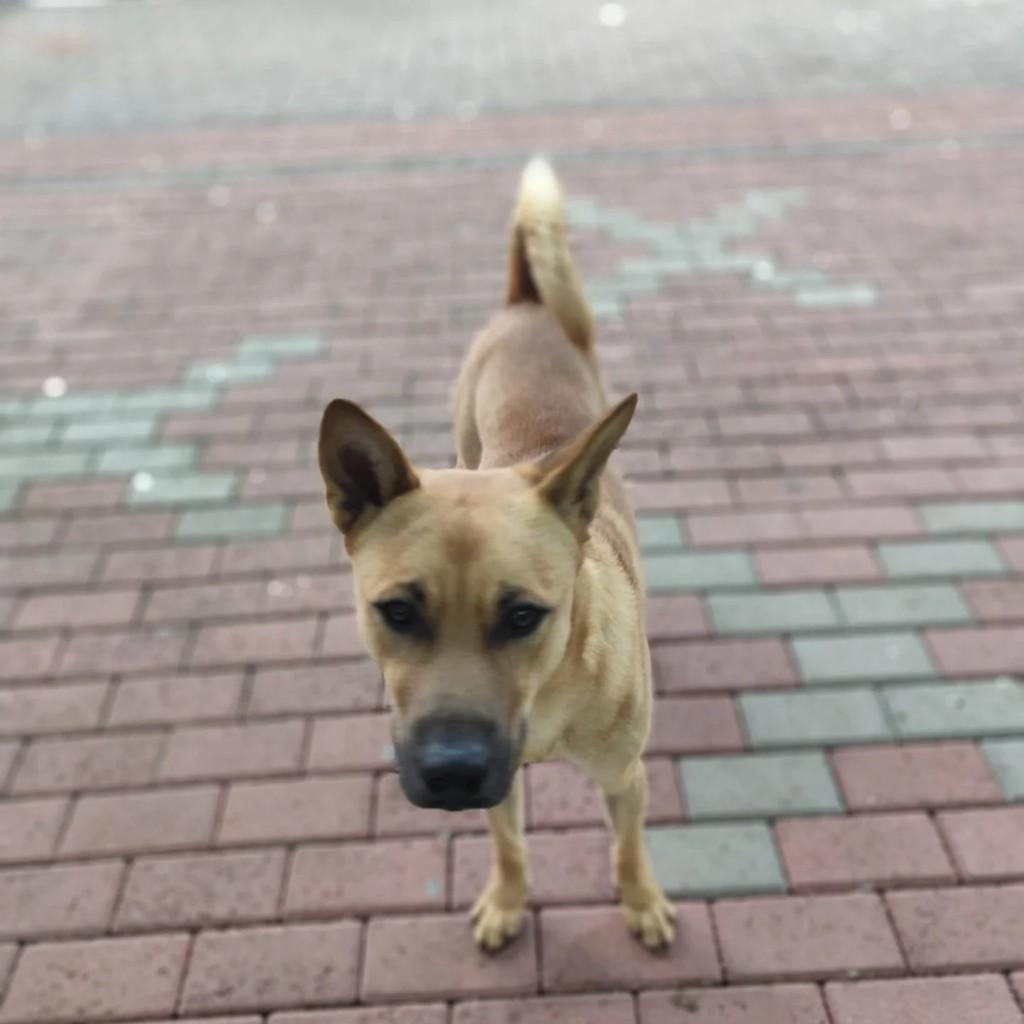 Rayo, cachorro de porte pequeno para adoção em Itá - SC