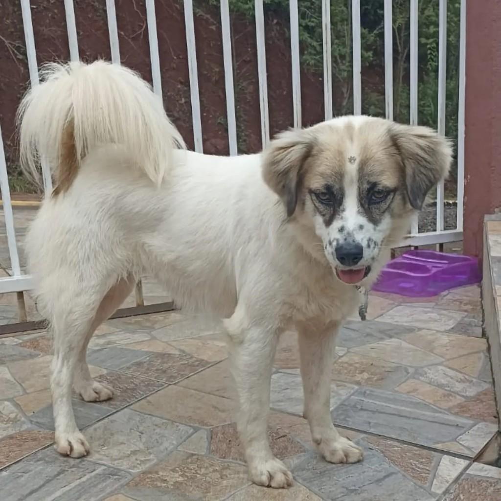 Melissa, cadela de porte pequeno para adoção em Itá - SC — foto 2 de 4