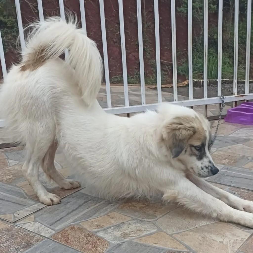 Melissa, cadela de porte pequeno para adoção em Itá - SC — foto 3 de 4