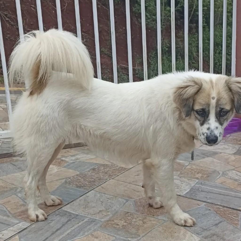 Melissa, cadela de porte pequeno para adoção em Itá - SC — foto 4 de 4