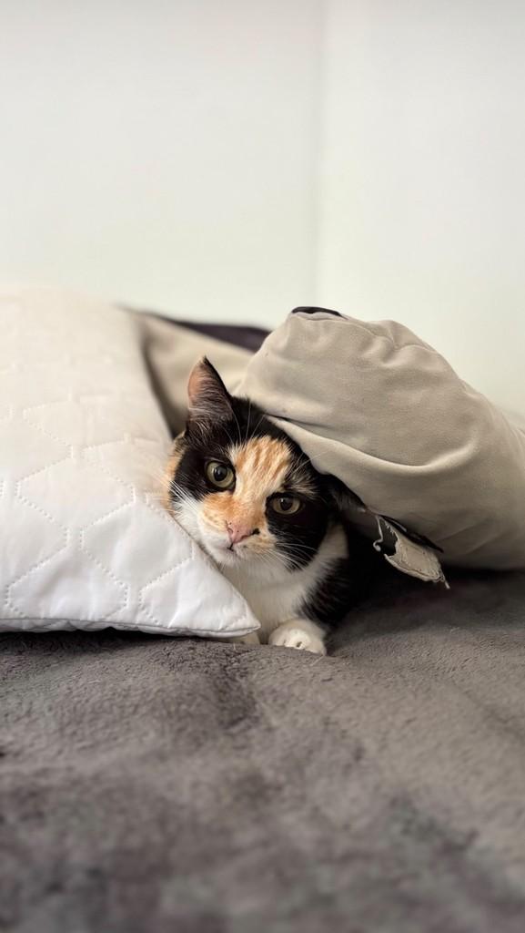 Aurora, gata de porte pequeno para adoção em Concórdia - SC