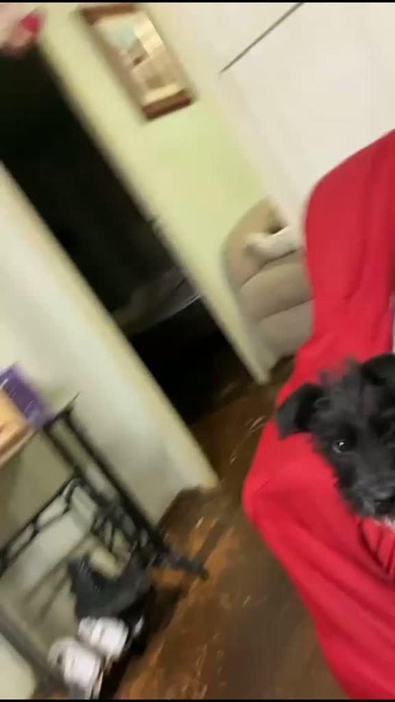 Júpiter, cachorro para adoção em Concórdia - SC