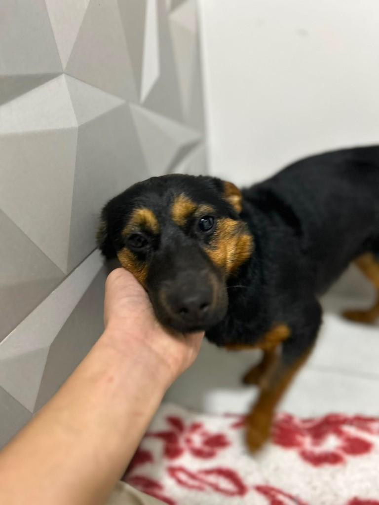 Ela, cadela de porte pequeno para adoção em Concórdia - SC