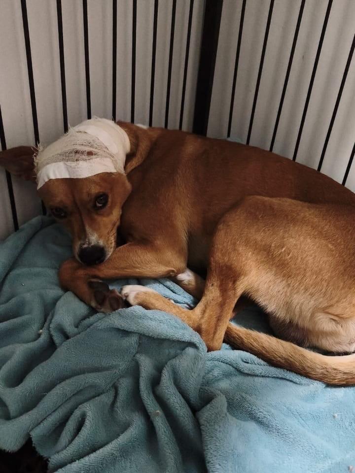 Caramelinho, cachorro de porte grande para adoção em Concórdia - SC