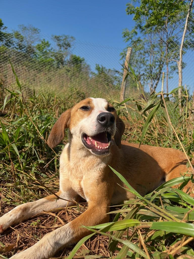 Totó, cachorro de porte grande para adoção em Concórdia - SC