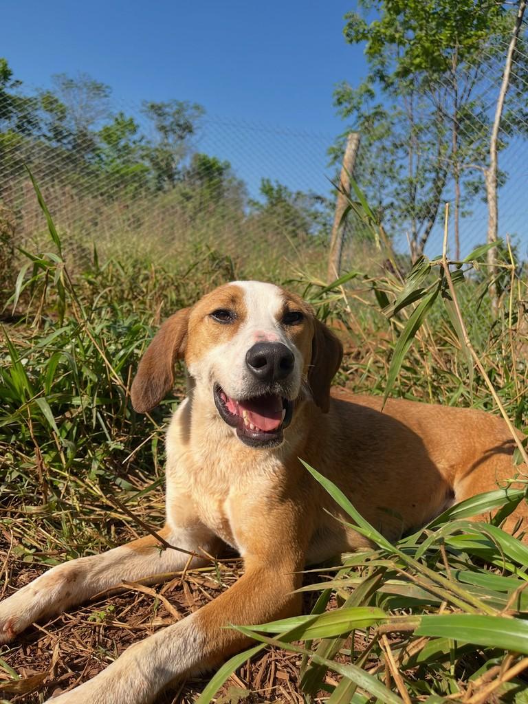 Totó, cachorro de porte grande para adoção em Concórdia - SC — foto 2 de 9