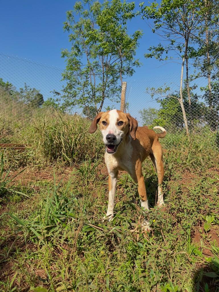 Totó, cachorro de porte grande para adoção em Concórdia - SC — foto 3 de 9