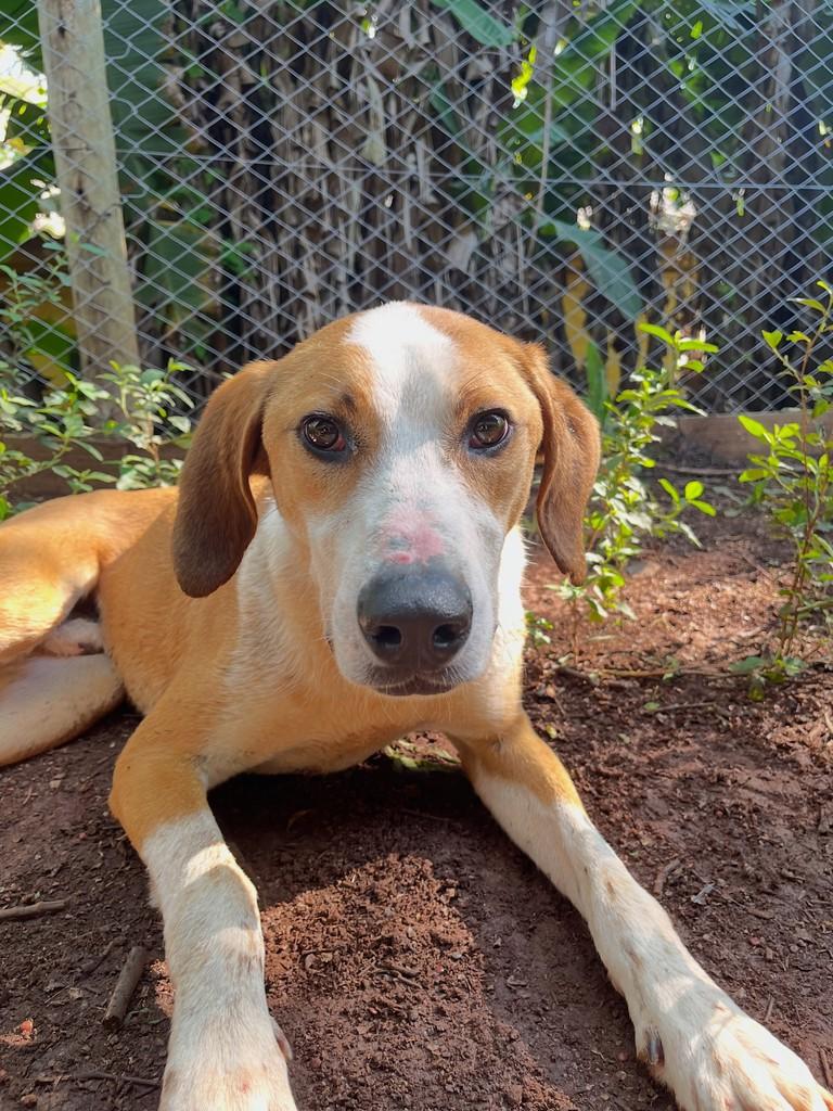 Totó, cachorro de porte grande para adoção em Concórdia - SC — foto 4 de 9