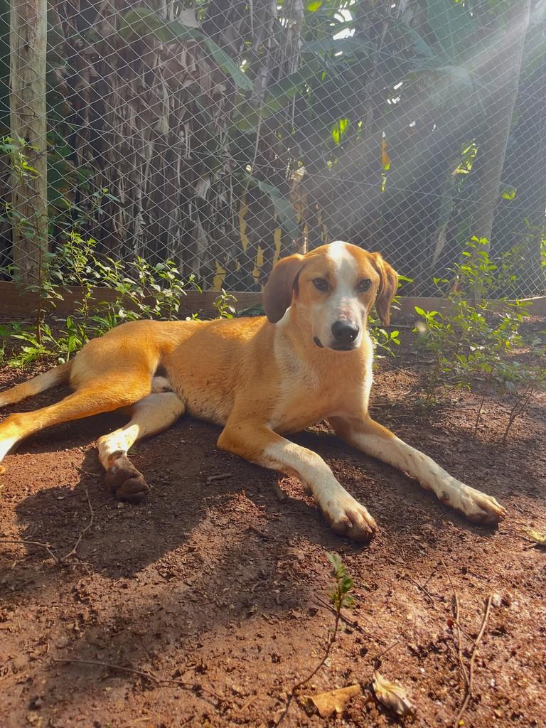 Totó, cachorro de porte grande para adoção em Concórdia - SC — foto 5 de 9