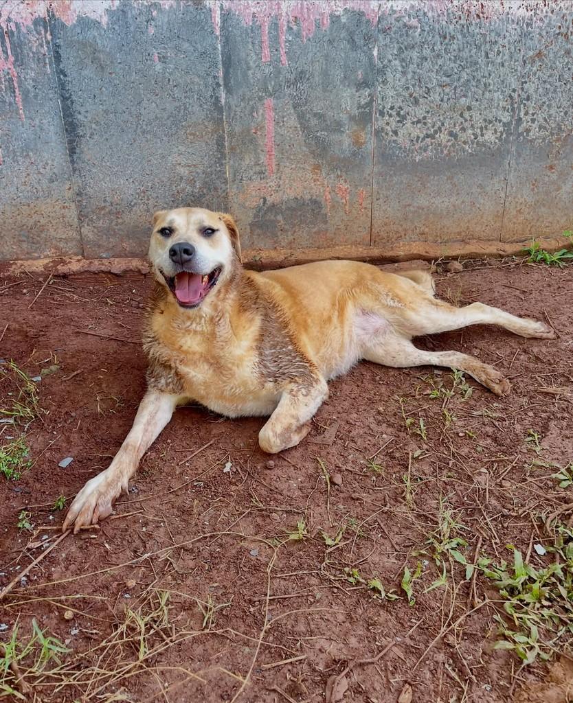 Nina, cadela de porte grande para adoção em Concórdia - SC