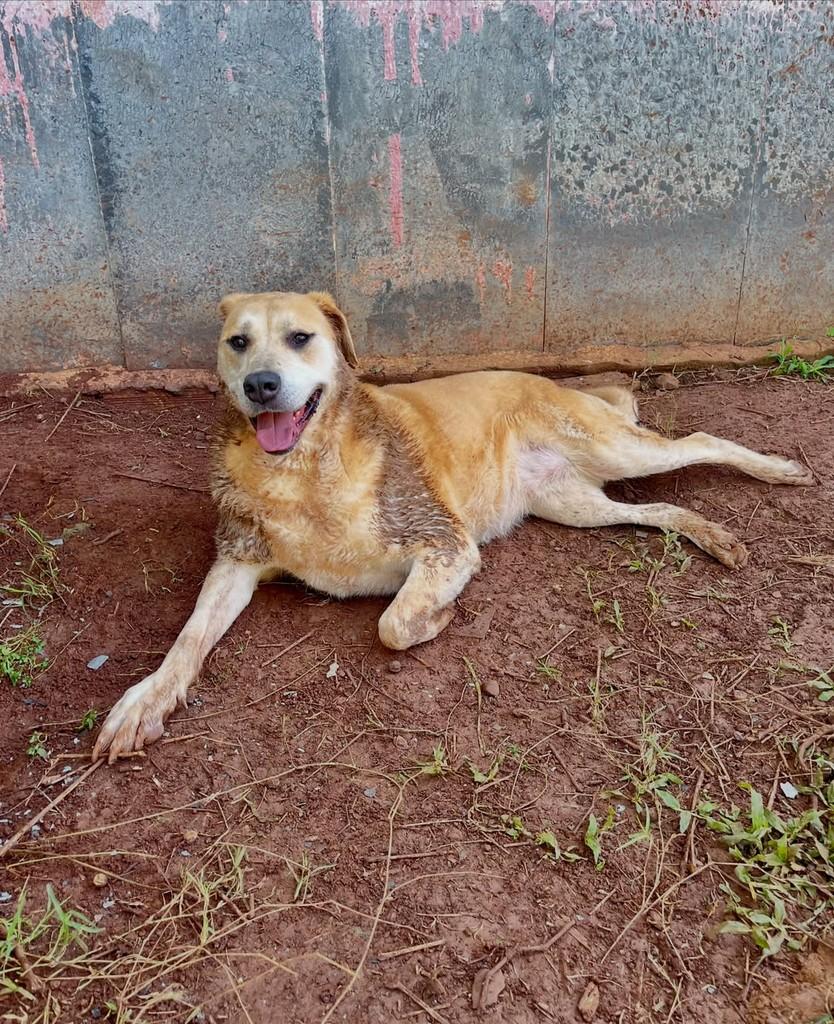 Nina, cadela de porte grande para adoção em Concórdia - SC — foto 2 de 5