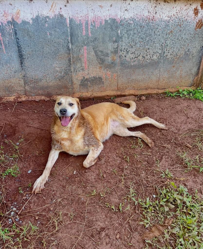 Nina, cadela de porte grande para adoção em Concórdia - SC — foto 3 de 5