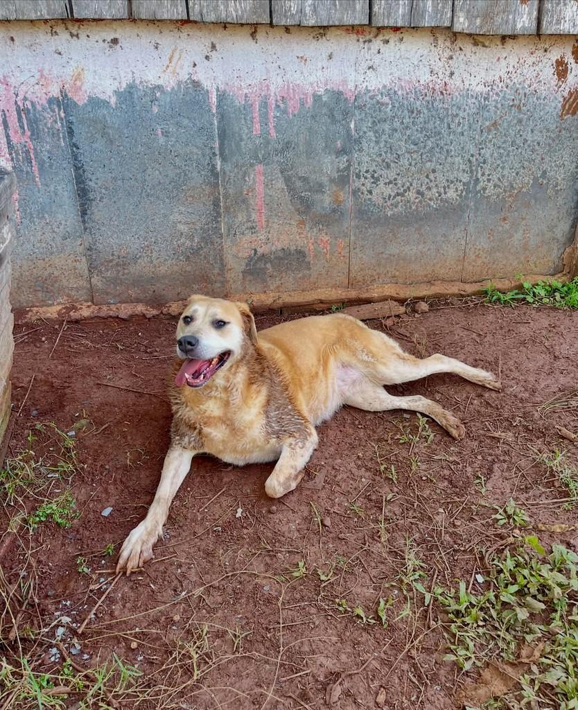 Nina, cadela de porte grande para adoção em Concórdia - SC — foto 4 de 5