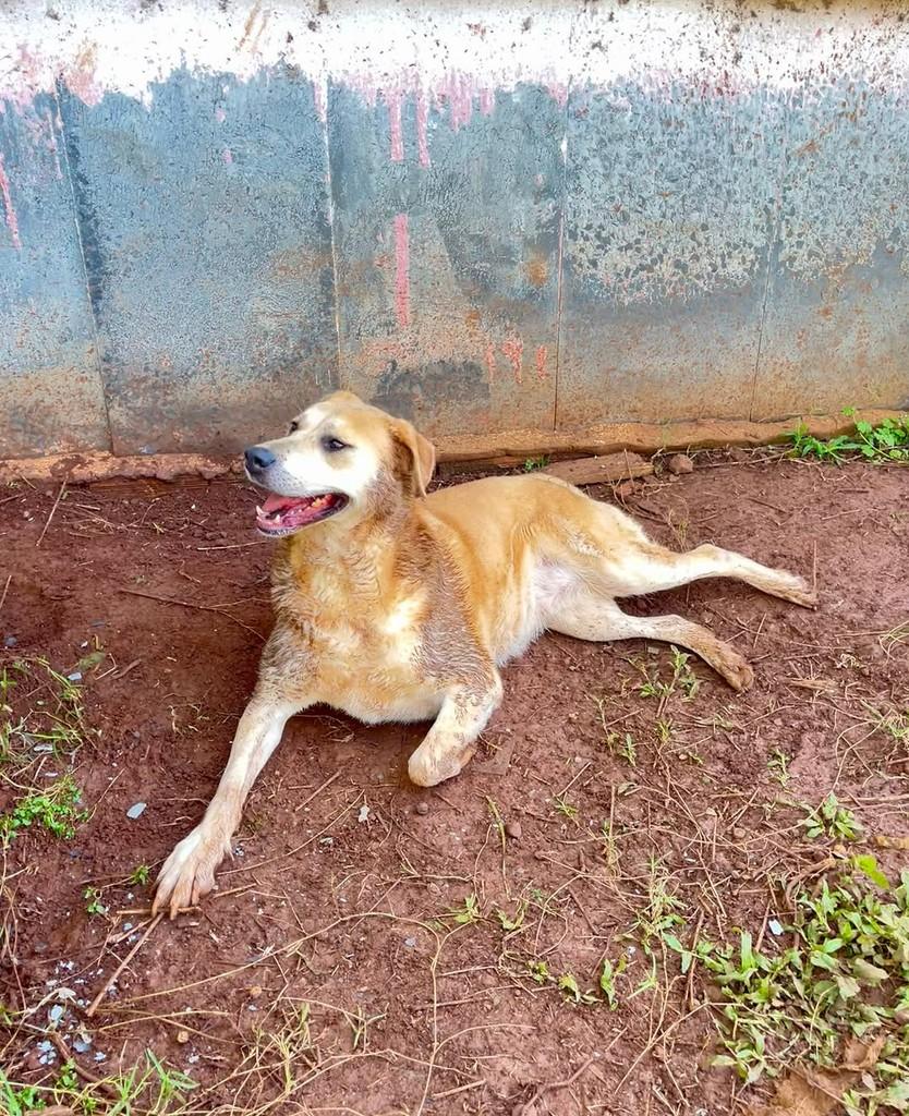 Nina, cadela de porte grande para adoção em Concórdia - SC — foto 5 de 5