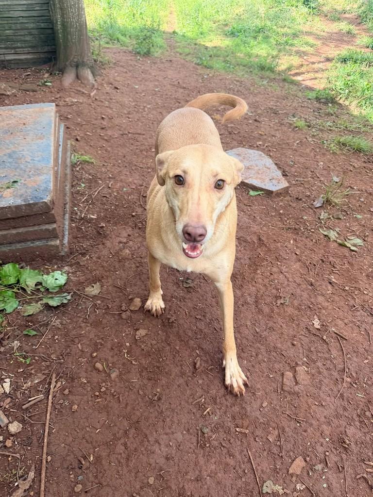 Mel, cadela de porte grande para adoção em Concórdia - SC