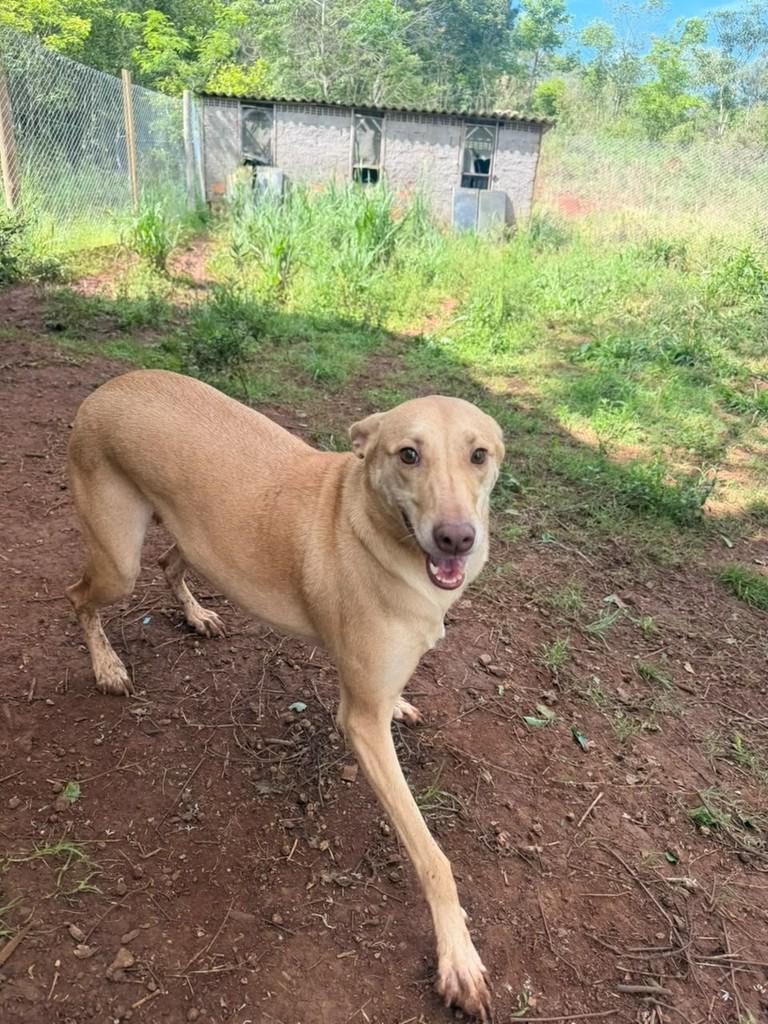 Mel, cadela de porte grande para adoção em Concórdia - SC — foto 2 de 6