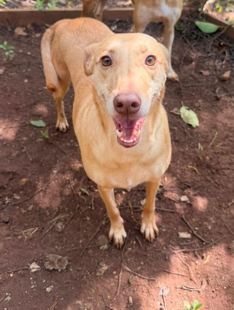 Mel, cadela de porte grande para adoção em Concórdia - SC — foto 3 de 6