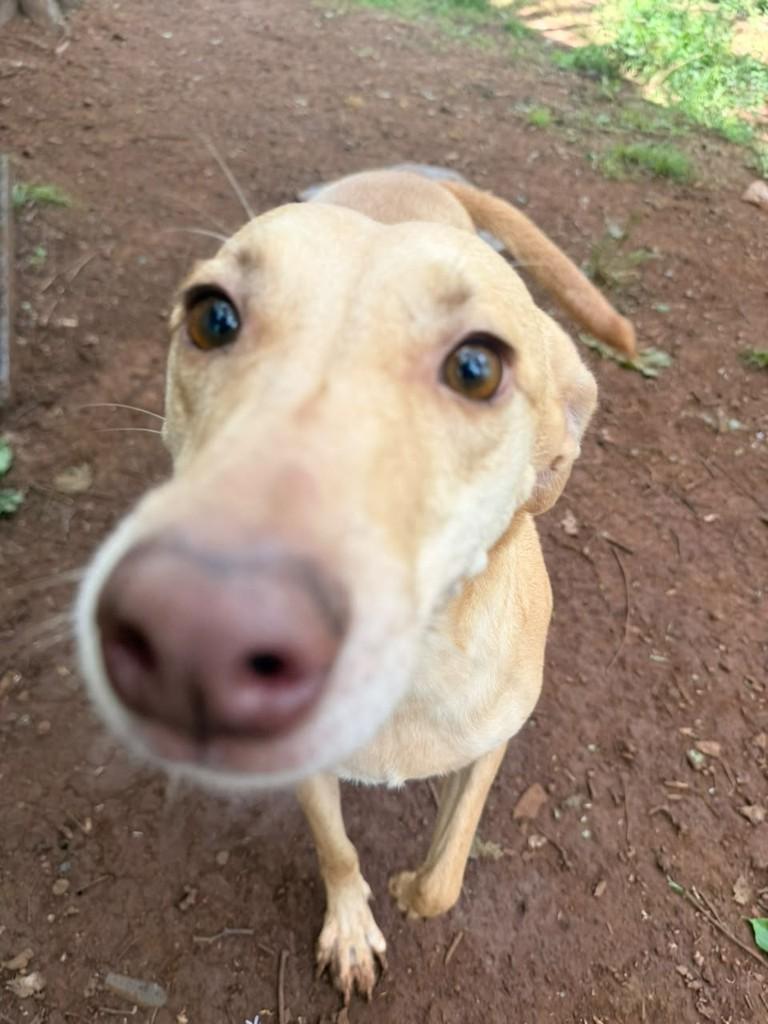 Mel, cadela de porte grande para adoção em Concórdia - SC — foto 4 de 6