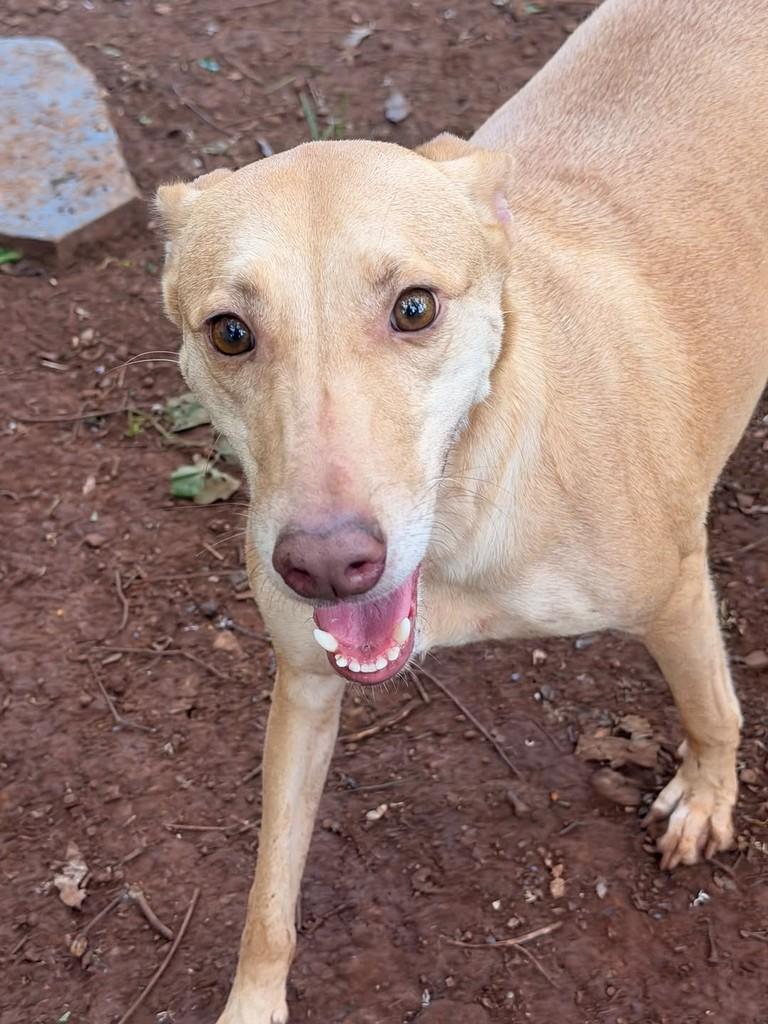 Mel, cadela de porte grande para adoção em Concórdia - SC — foto 5 de 6