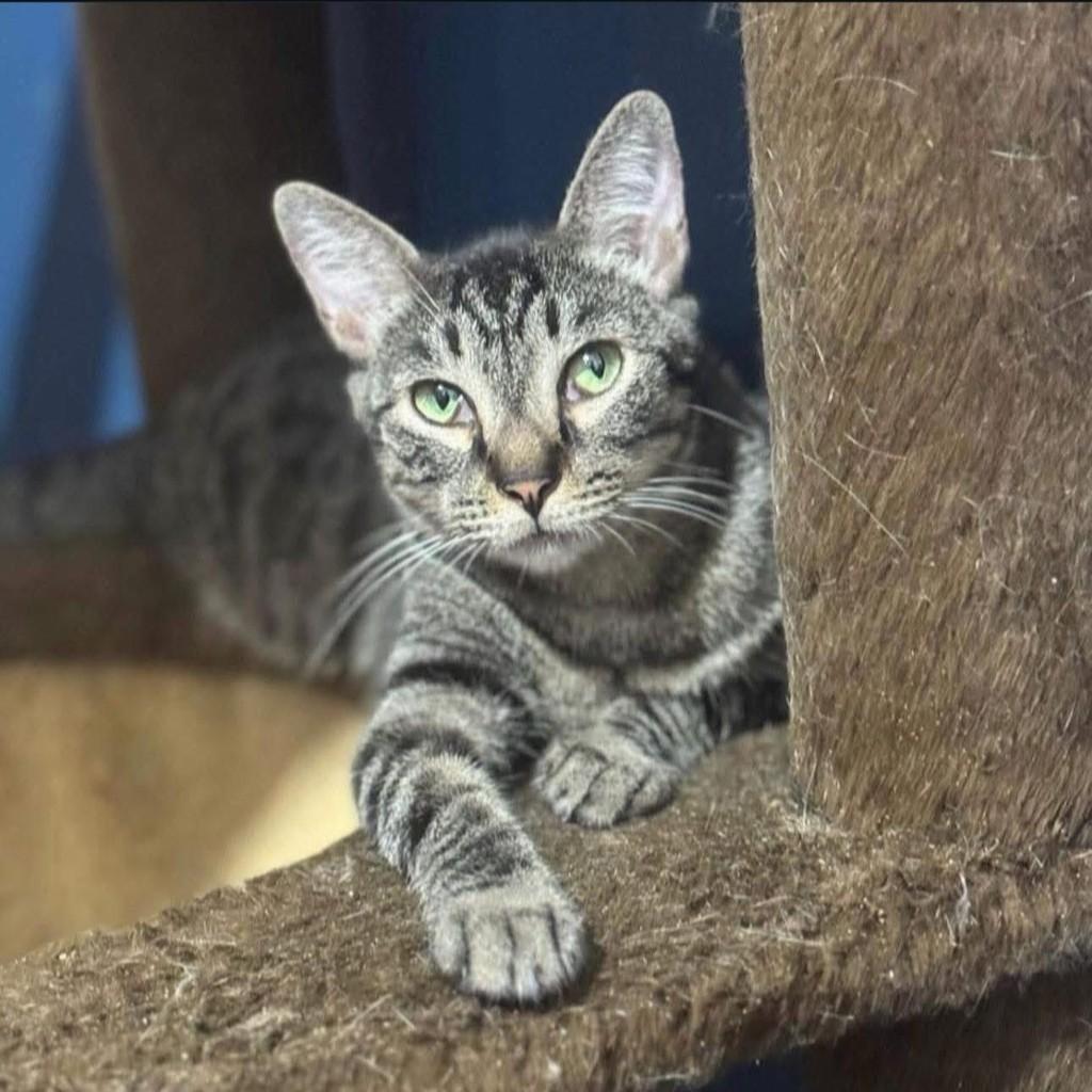 Cérebro, gato de porte pequeno para adoção em Santos - SP