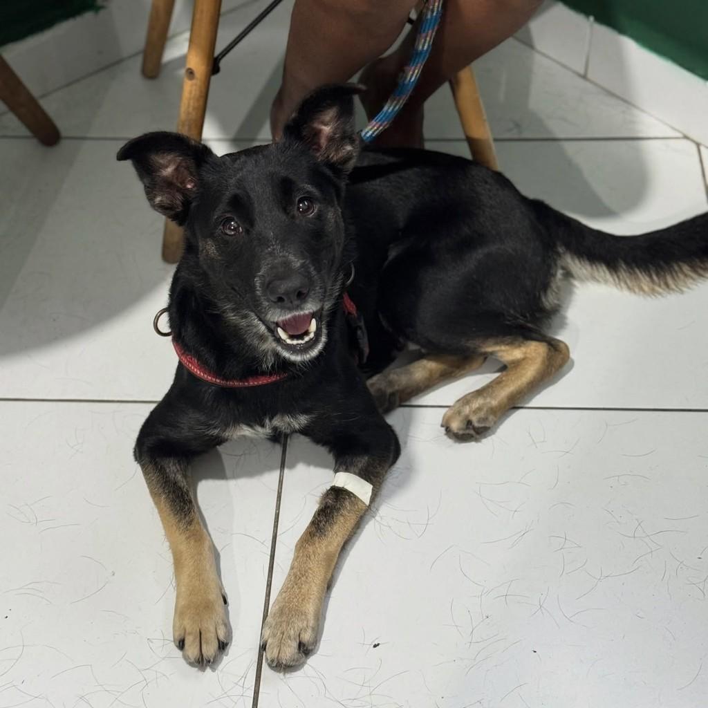 Aurora, cachorro de porte médio para adoção em Santos - SP
