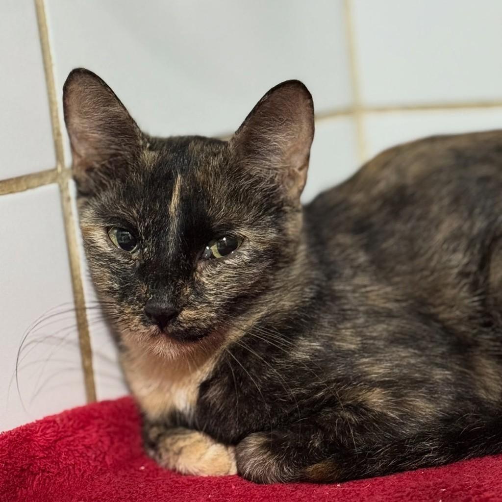 Princesinha, gata de porte pequeno para adoção em Santos - SP