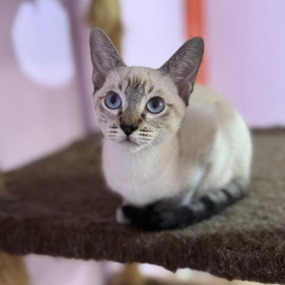 Romeo, gato para adoção em Santos - SP
