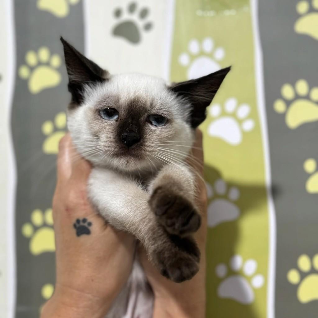 Thainá, gato de porte pequeno para adoção em Santos - SP