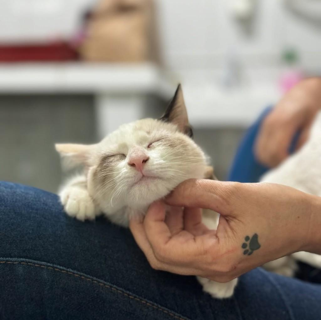 Lays, gato de porte pequeno para adoção em Santos - SP