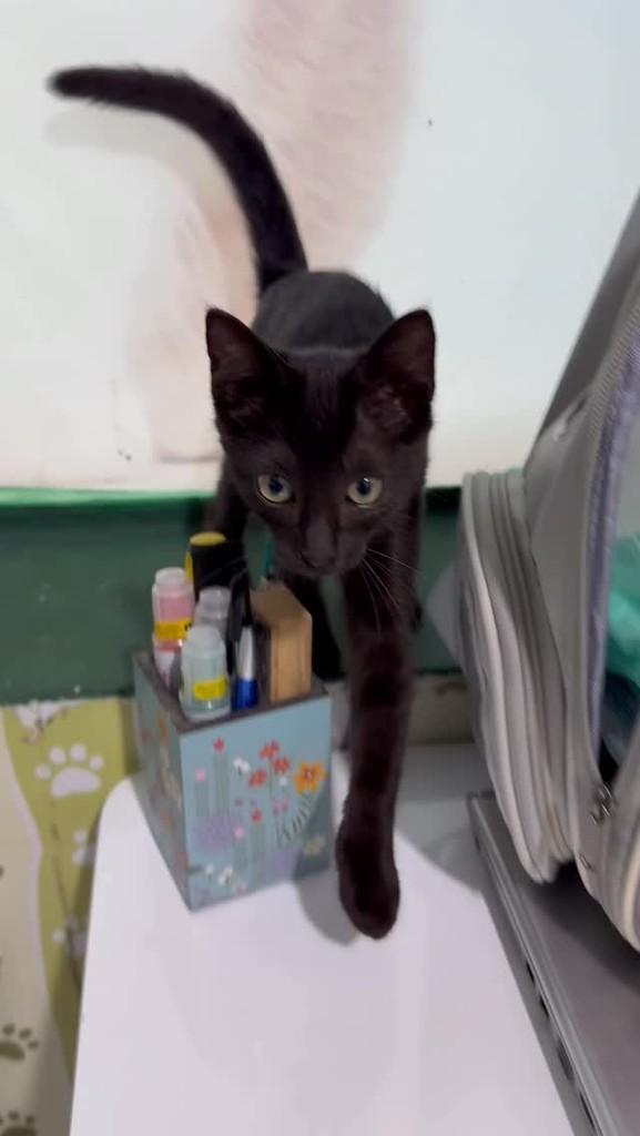 Ritinha, gata de porte pequeno para adoção em Santos - SP