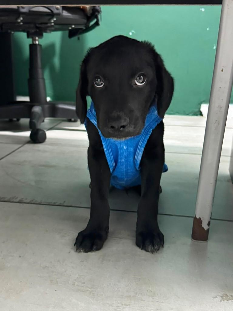 Jorginho, cachorro de porte pequeno para adoção em Santos - SP