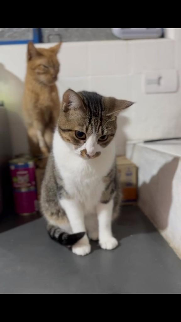 Mia, gato de porte pequeno para adoção em Santos - SP