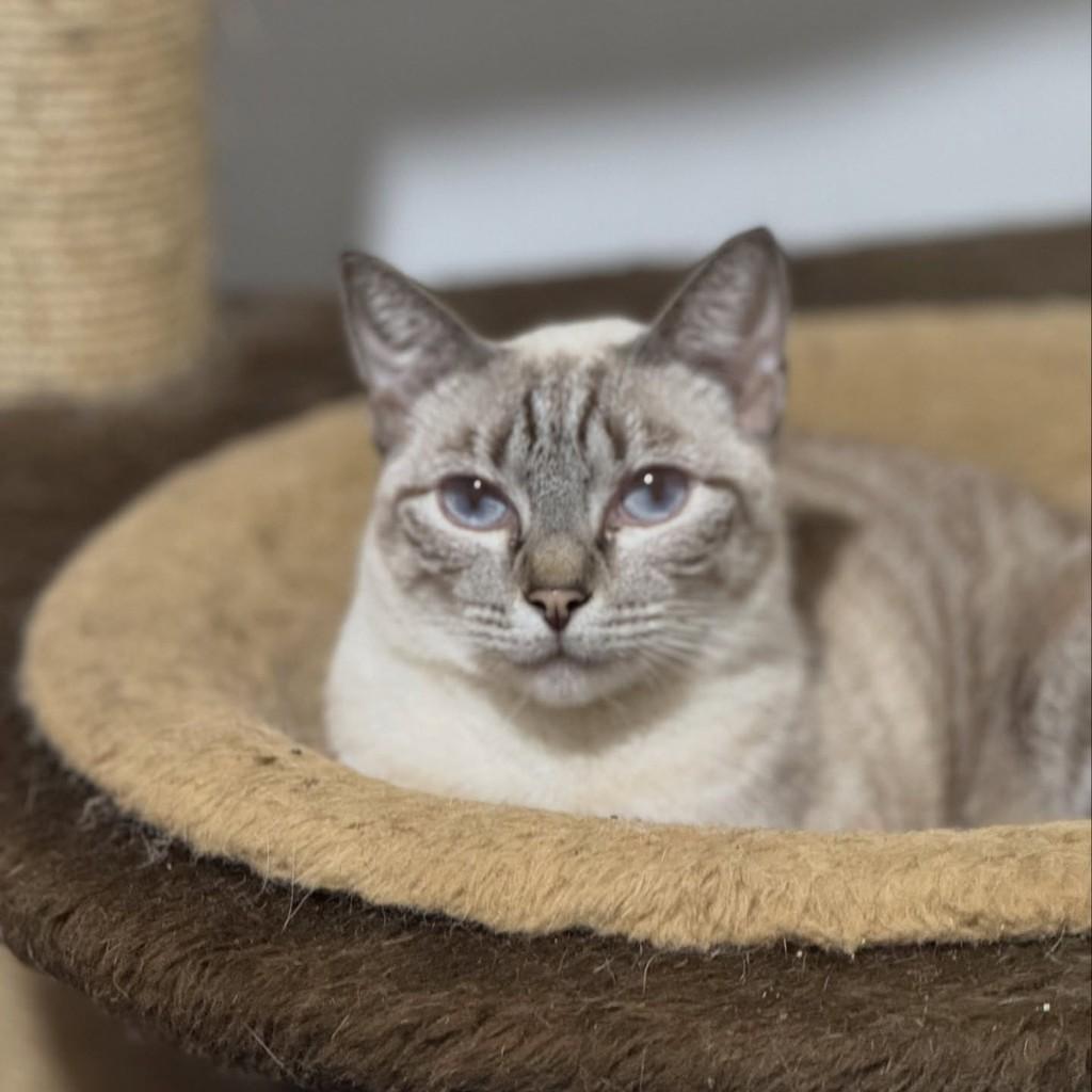 Lindalva, gata de porte pequeno para adoção em Santos - SP