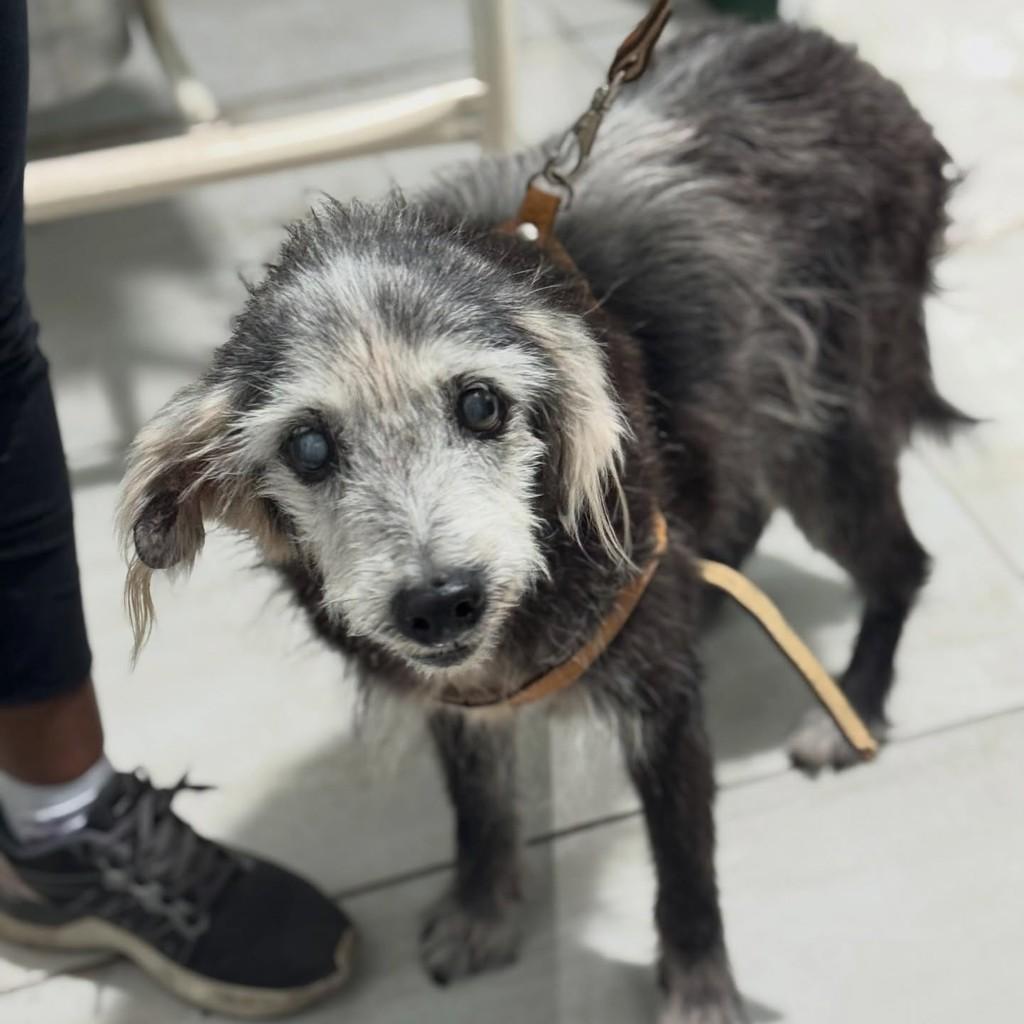Zequinha, cachorro de porte pequeno para adoção em Santos - SP