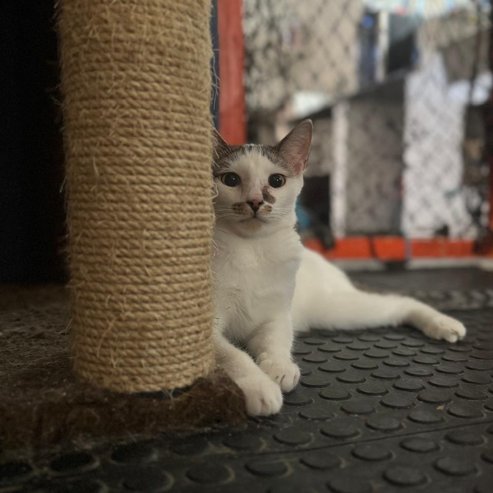 Adriano, gato de porte pequeno para adoção em Santos - SP